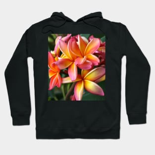 plumeria-flowers-frangipani-floral-blossom-petal-bloom-shirtyshirto-29 Hoodie